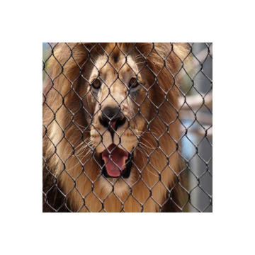 Maille de clôture de lion, clôture de lion